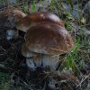 Boletus edulis-P1050986